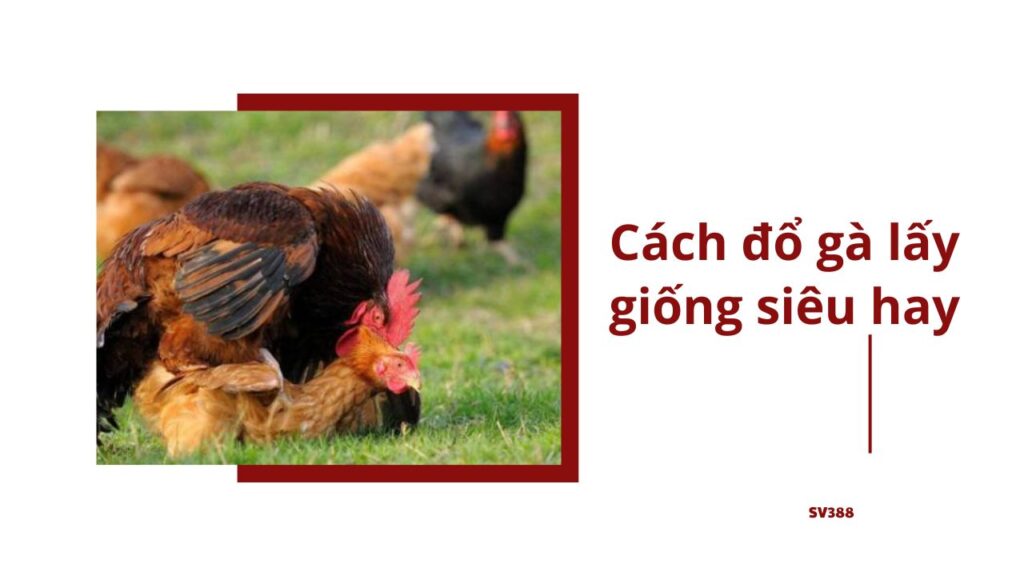 Cách đổ gà lấy giống sv388