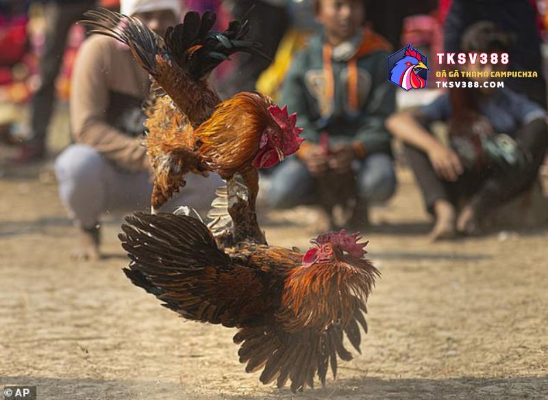 Hình ảnh cho gà chọi ăn trước khi đá